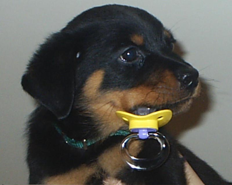 Rottweiler Puppy Closeup Picture
