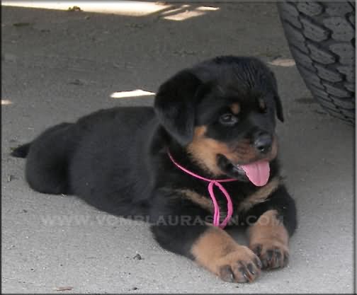 Rottweiler Puppy Laying