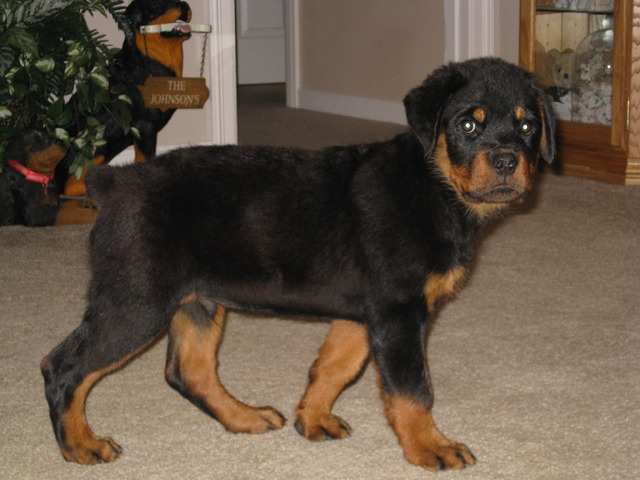 Rottweiler Puppy Posing For Photo