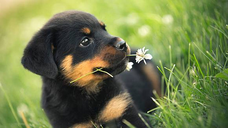 Rottweiler Puppy Sitting With Flower In Mouth