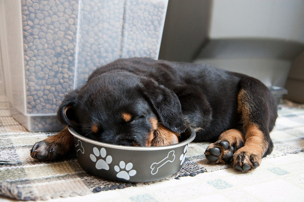 Rottweiler Puppy Sleeping In Bowl
