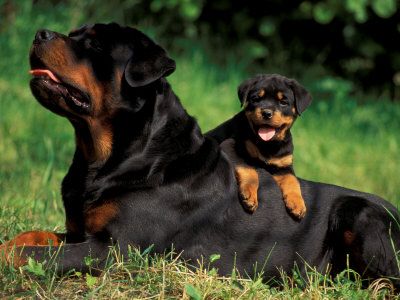 Rottweiler Puppy With Dad