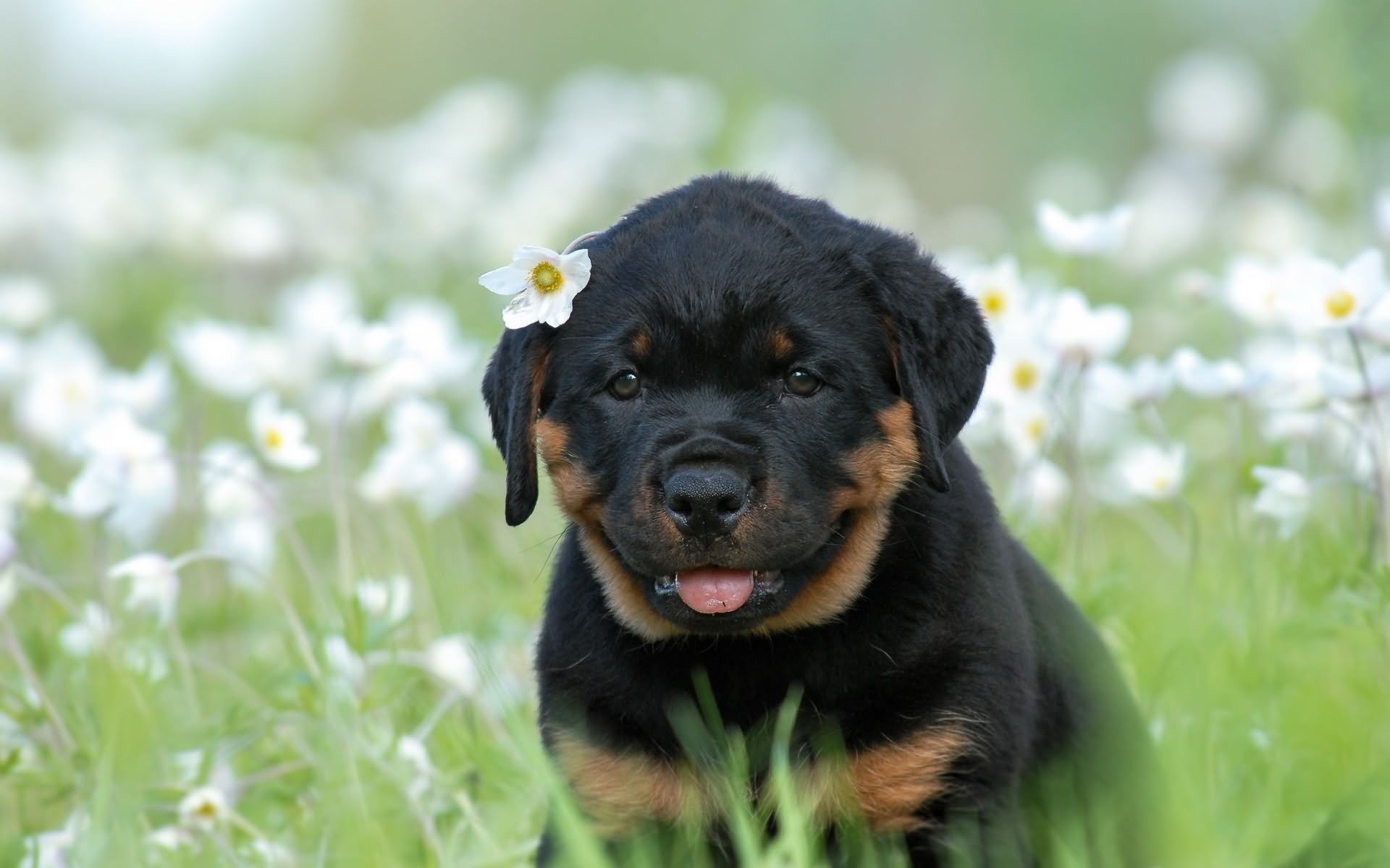 Rottweiler Puppy With Flowers