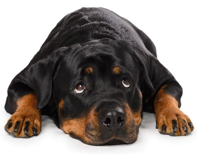 Sad Rottweiler Dog Laying
