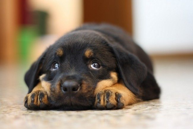 Sad Rottweiler Puppy Sitting