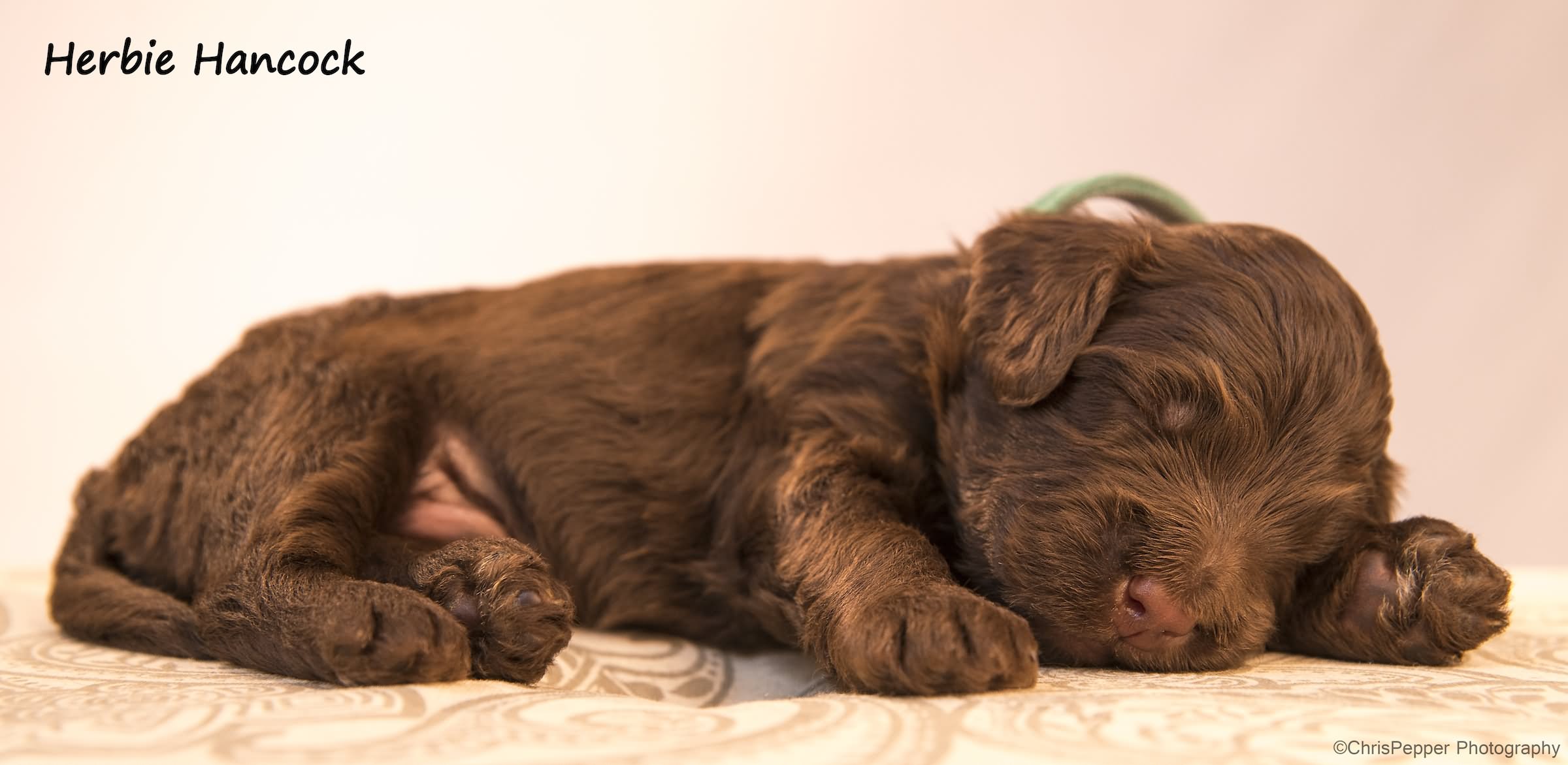 Sleeping Barbet Puppy Picture
