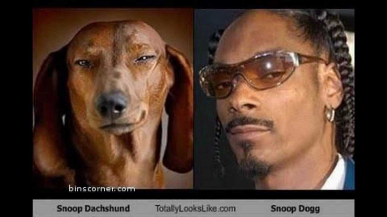 Snoop Dogg Funny Celebrity Image