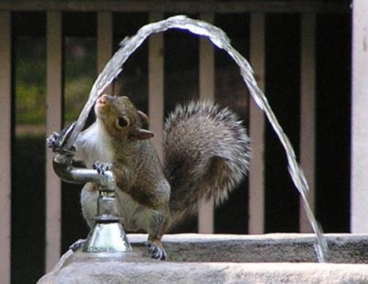 Squirrel Trying To Drink Water Funny Picture