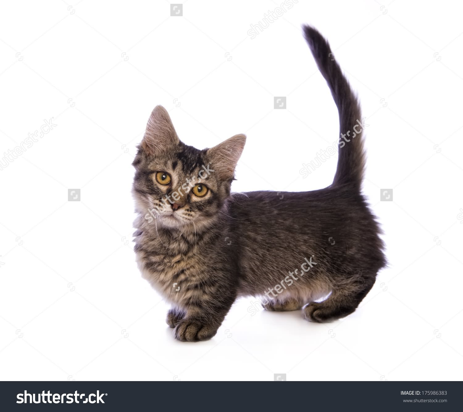 Tabby Dark Munchkin Kitten