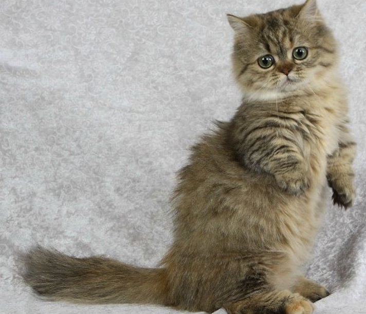Tabby Munchkin Cat Picture