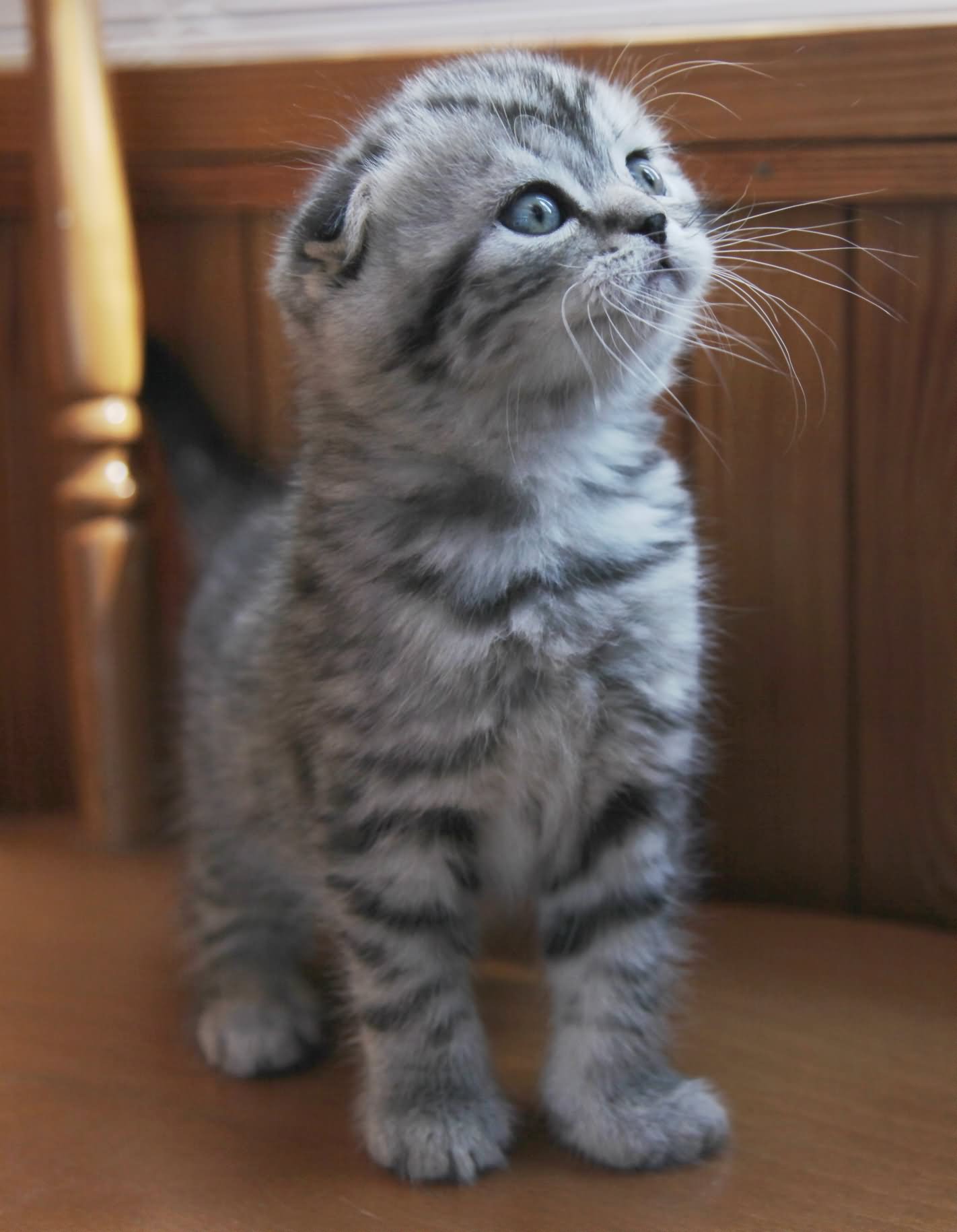 Tabby Munchkin Grey Kitten Picture