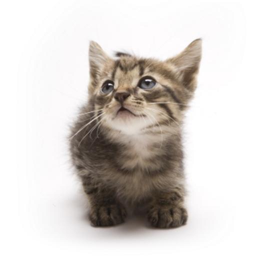 Tabby Munchkin Kitten Image