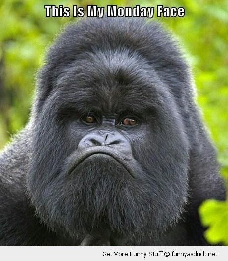 This Is My Monday Face Funny Chimpanzee Sad Image