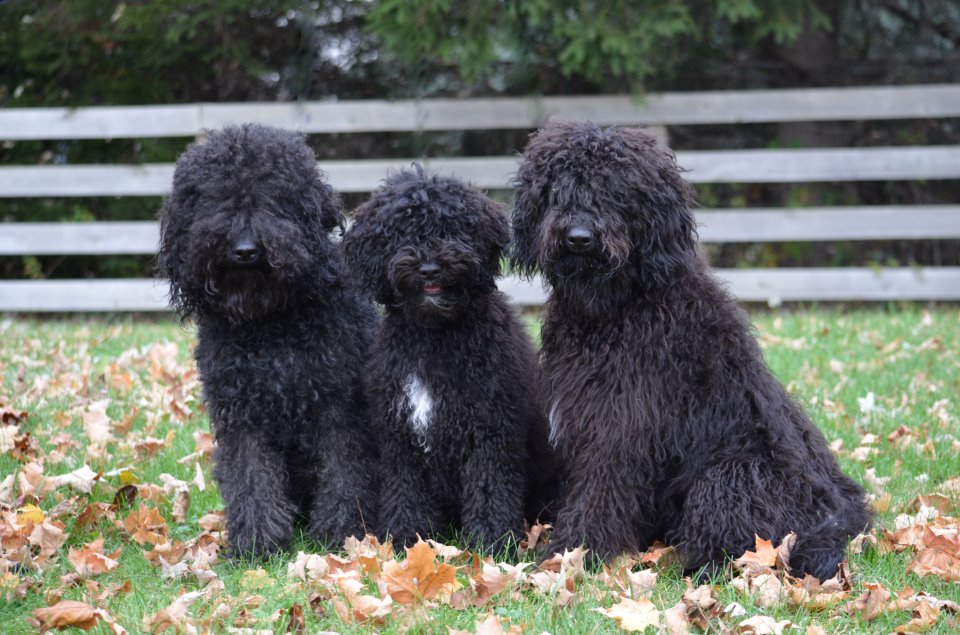 Three Black Barbet Puppies Picture