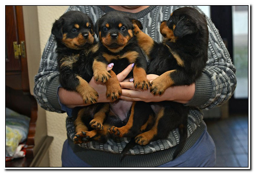 Three Cute Rottweiler Puppies In Hand