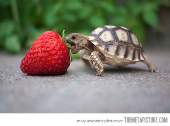 Tortoise Trying To Bite Strawberry Funny Picture