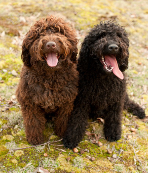 Two Barbet Puppies Picture