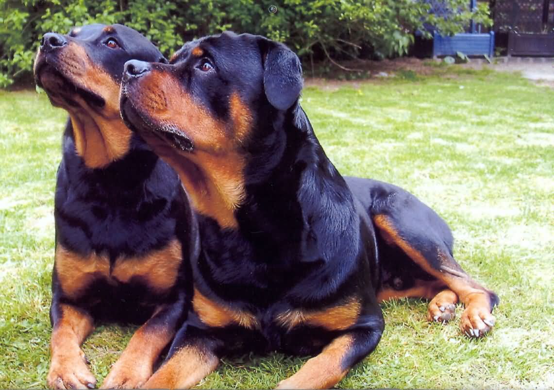 Two Rottweiler Dogs Looking Up