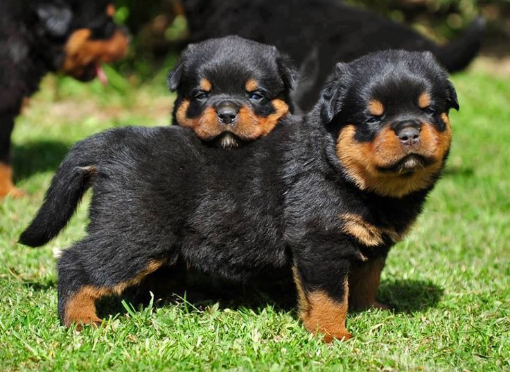 Two Rottweiler Puppies In Lawn
