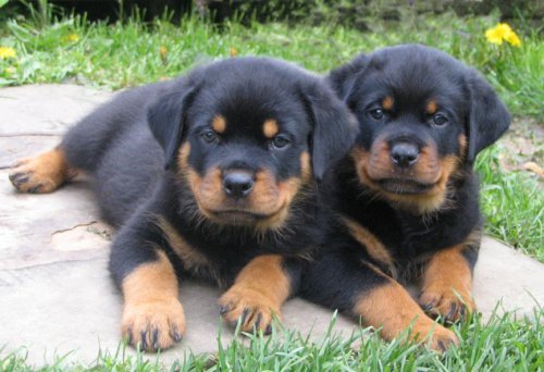 Two Rottweiler Puppies Picture