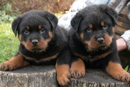 Two Rottweiler Puppies Sitting