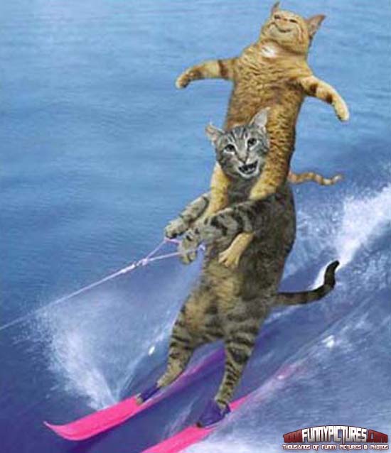 Water Skiing Cats Funny Picture