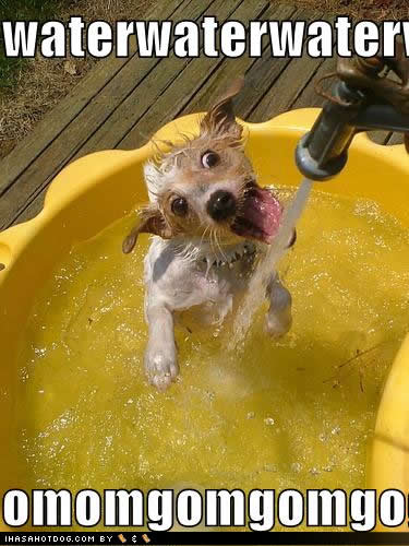 Water Water Funny Puppy Meme Image