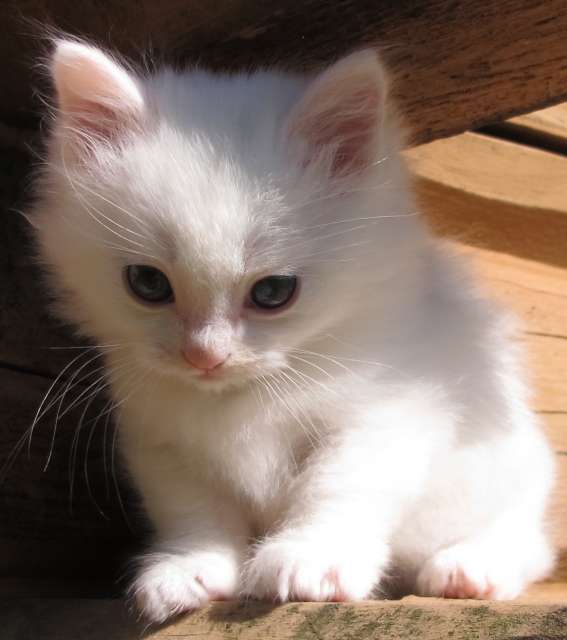 White Beautiful Munchkin Kitten