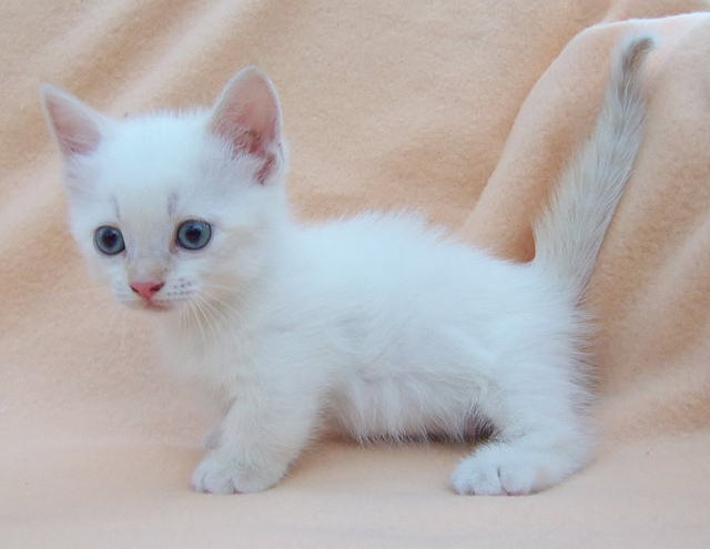 White Cute Munchkin Kitten