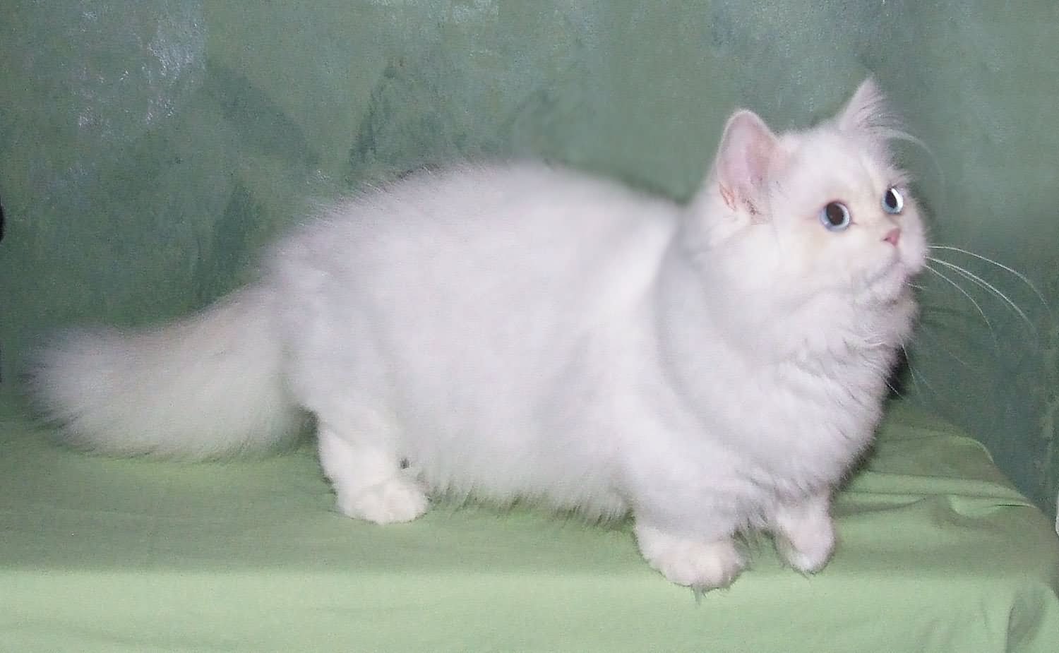 White Fluffy Munchkin Cat Picture