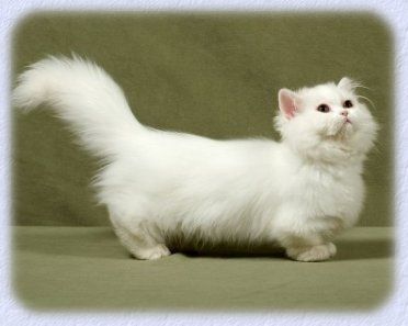 White Fluffy Munchkin Cat