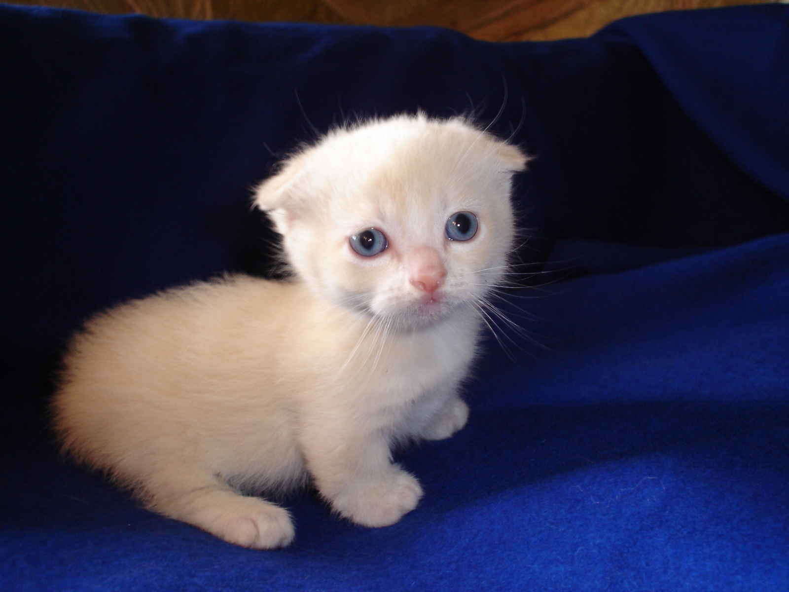 White Little Munchkin Kitten Picture