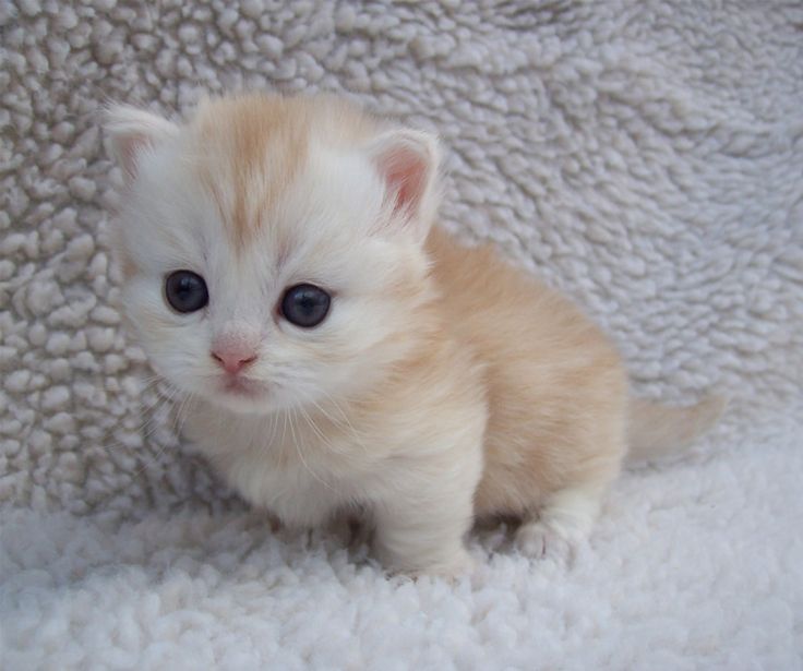 White Little Munchkin Kitten