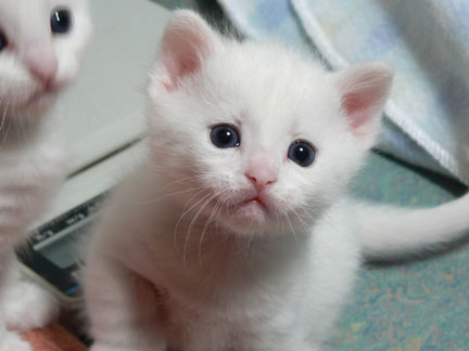 White Male Munchkin Kitten