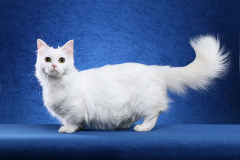 White Munchkin Cat Beautiful