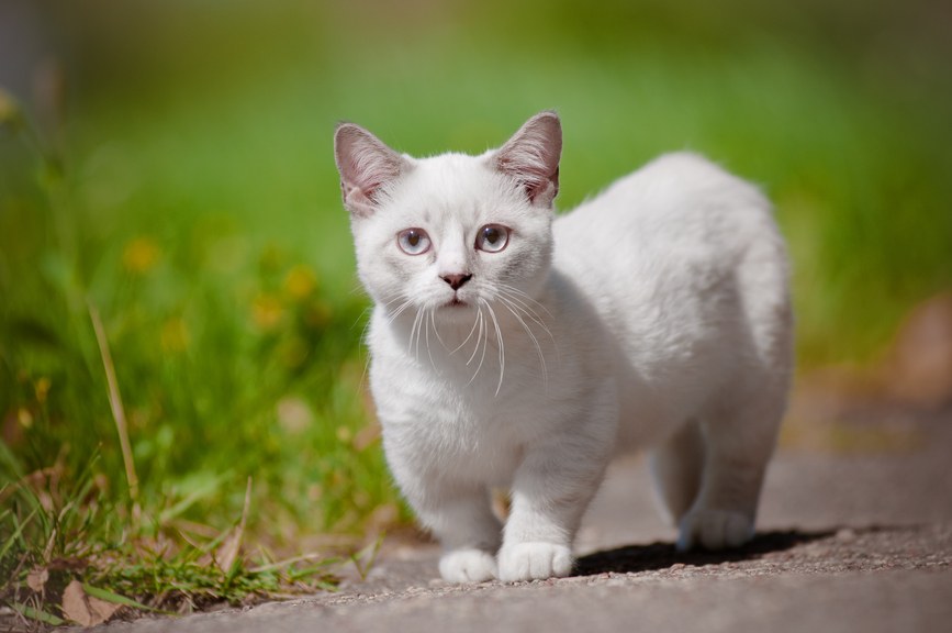 White Munchkin Cat Picture