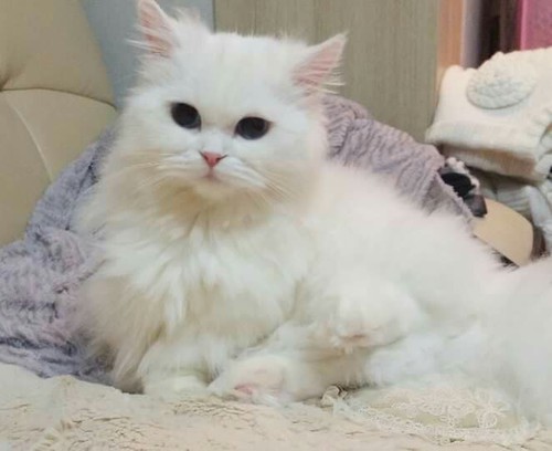 White Munchkin Cat Sitting Picture