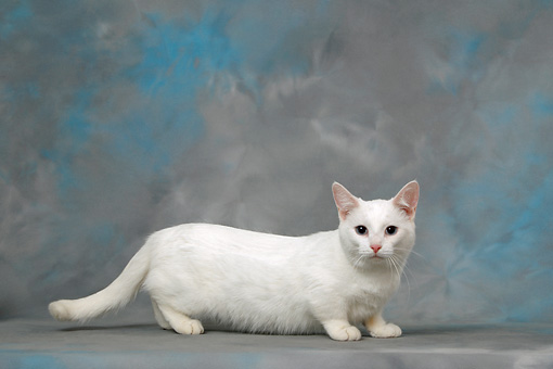 White Munchkin Cat