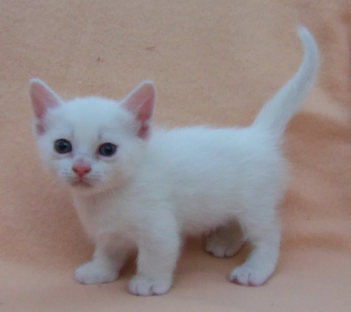 White Munchkin Kitten Image