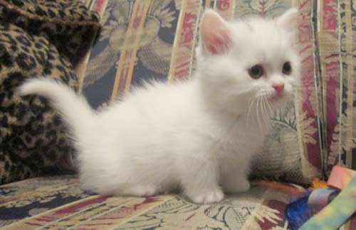 White Munchkin Kitten Photo