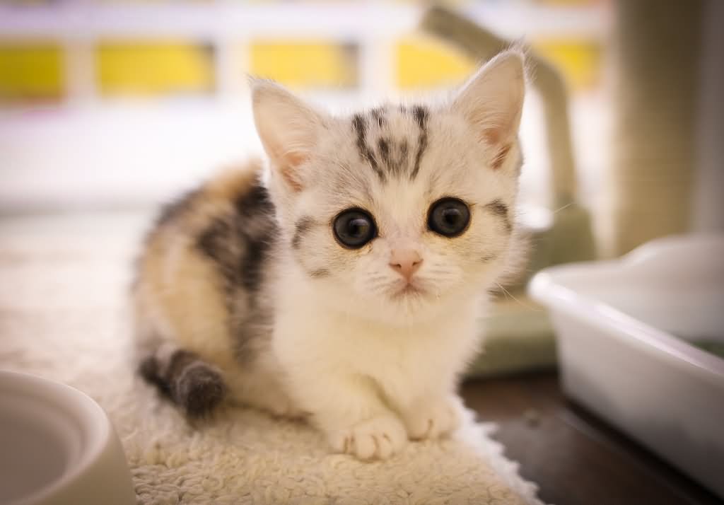 White Munchkin Kitten Picture