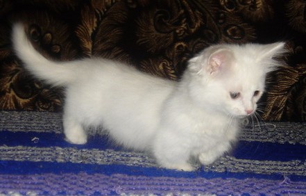 White Munchkin Kitten Playing