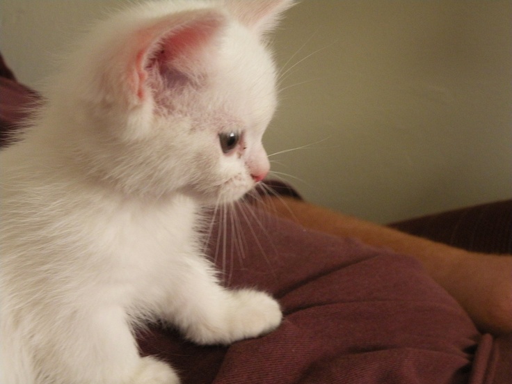 White Munchkin Kitten