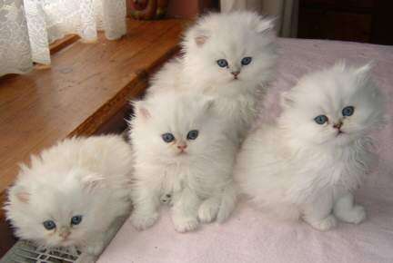 White Munchkin Kittens Picture