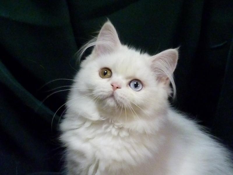 Munchkin Cat For Sale Philippines petfinder