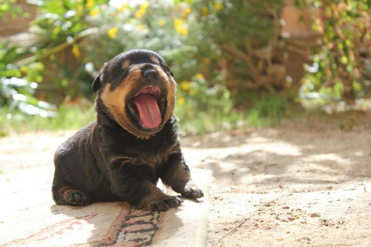 Yawning Rottweiler Puppy