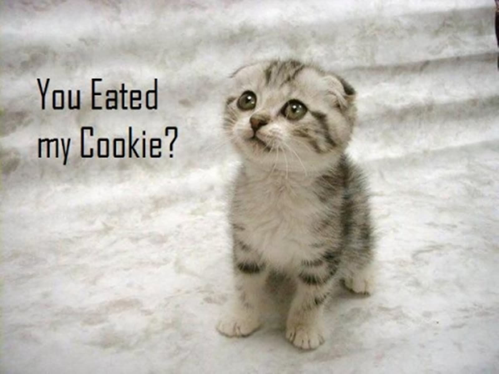 You Eated My Cookie Funny Sad Kitty Picture