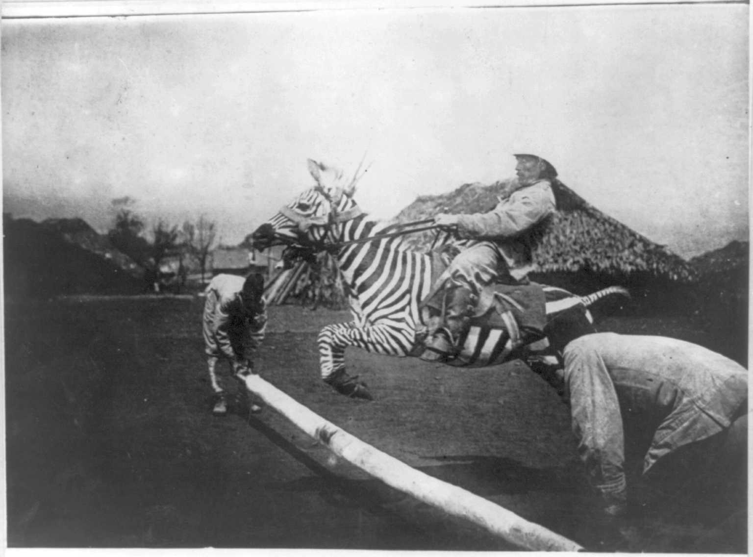 Zebra Horse Riding Funny Vintage Image