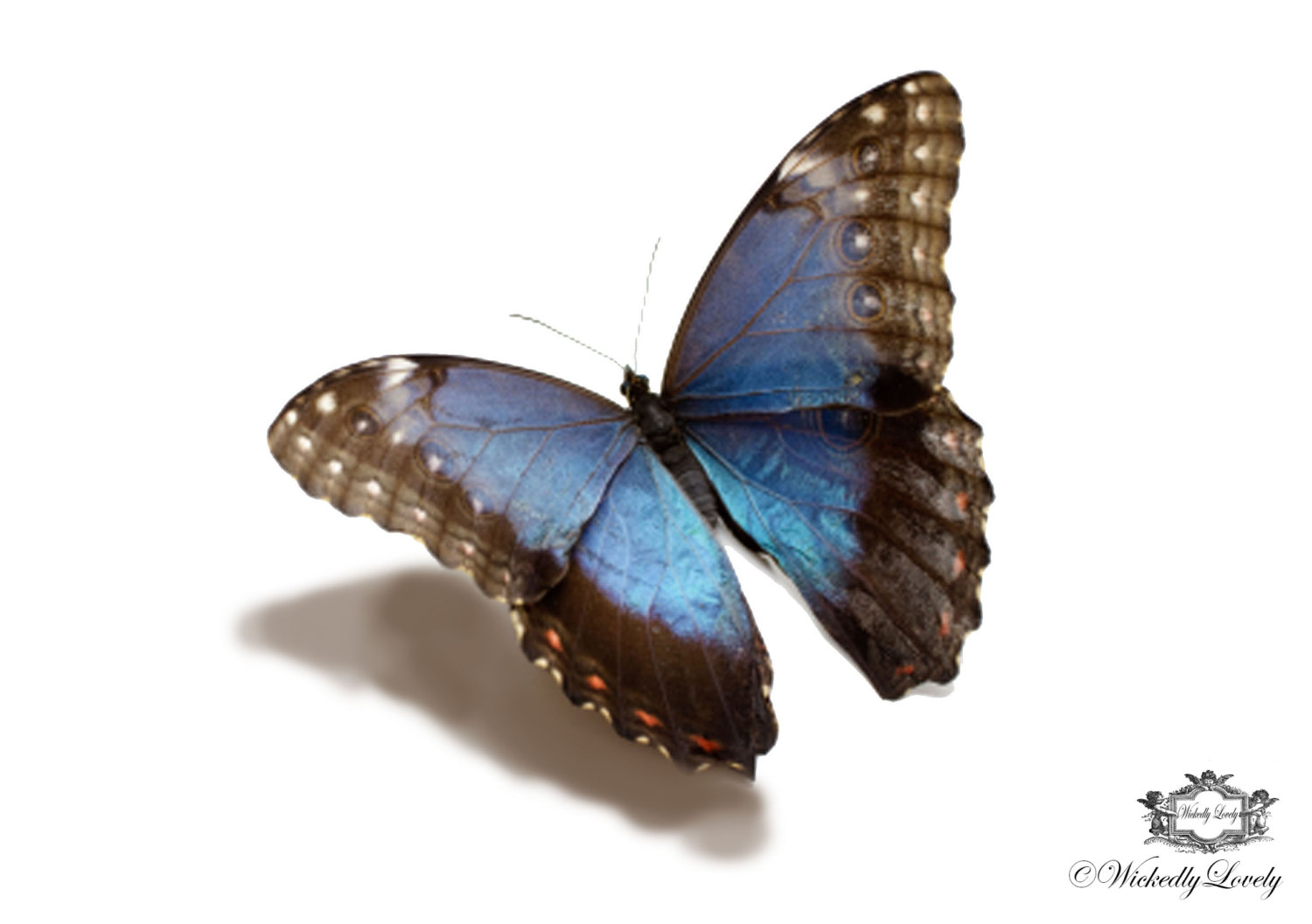 3D Black and blue flying butterfly tattoo design