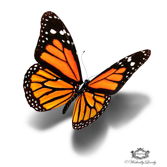 3D Black and orange flying butterfly tattoo design